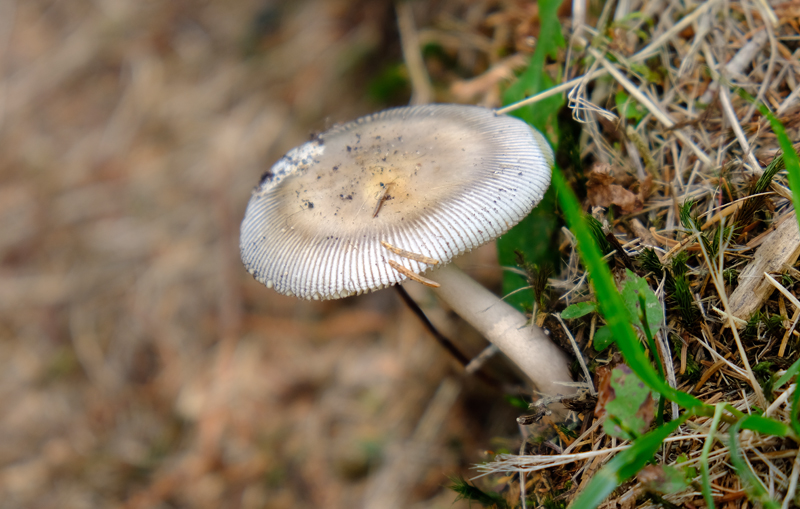 2017-08-28_130250 trentino-suedtirol-2017.jpg - Wanderweg Malga Sorgazza an der Grigno nach Val Malene